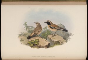 Saxicola atrogularis = Oenanthe deserti alkotó: John Gould